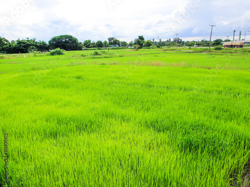 Green field, black rice