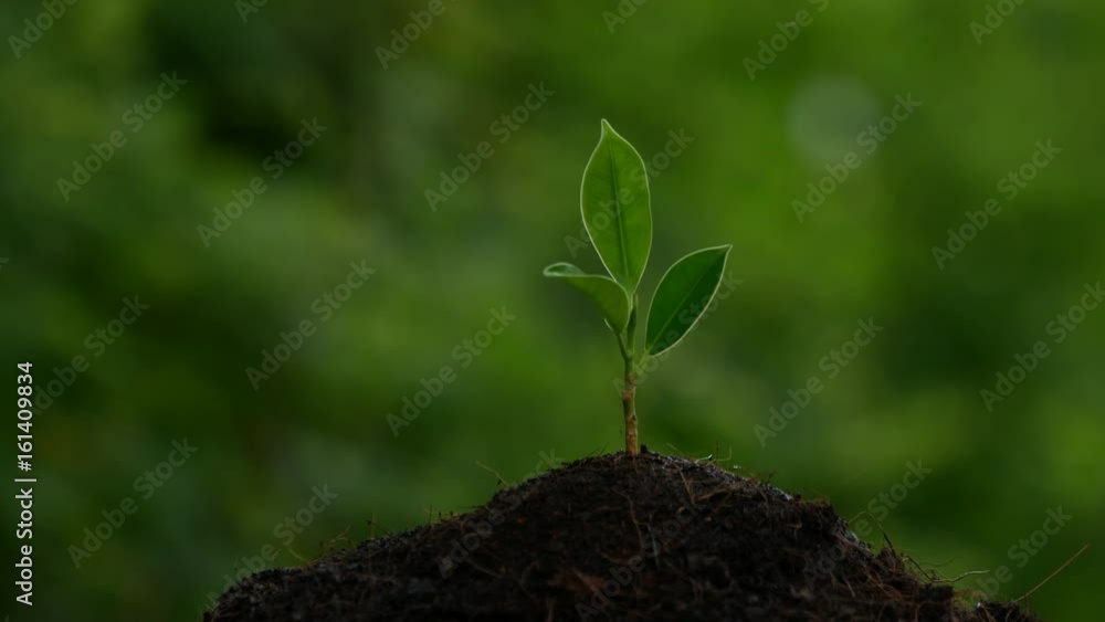 Hand watering tree. Hand watering tree.