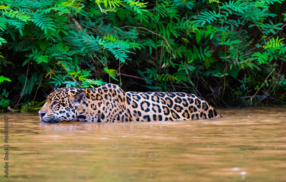 Naklejka premium Jaguar wading in river to hunt