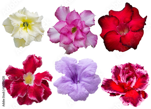 flowers isolated on white background