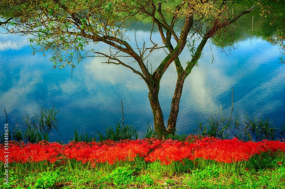 堤防の彼岸花 岐阜県海津市 津屋川堤防に咲く彼岸花です Stock Photo Adobe Stock