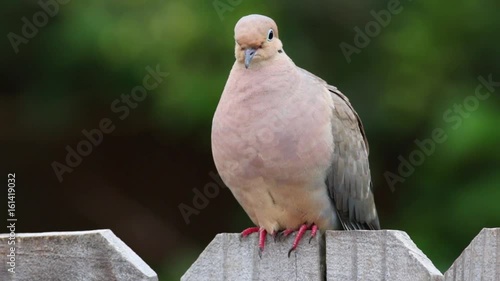 Dove on a fence turns around at end.