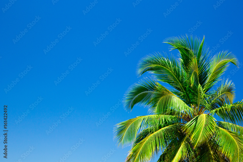 Naklejka premium Palm trees against blue sky