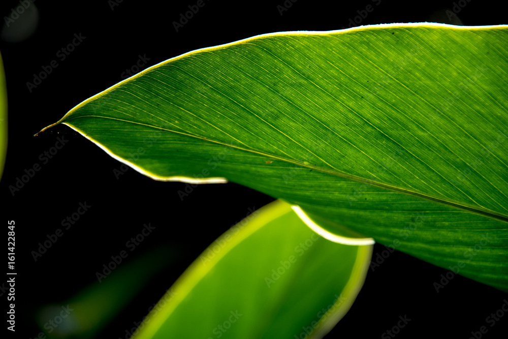 Fototapeta premium Rim light of leaf in nature