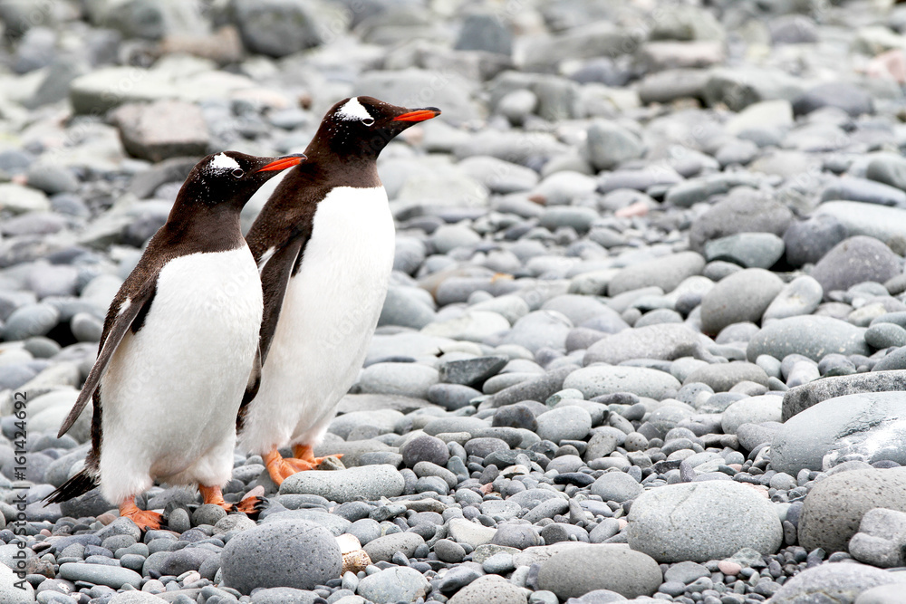 Fototapeta premium Gentoo Penguins in Antarctica