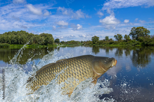 Wall Mural Carp fish jumping with splashing in water