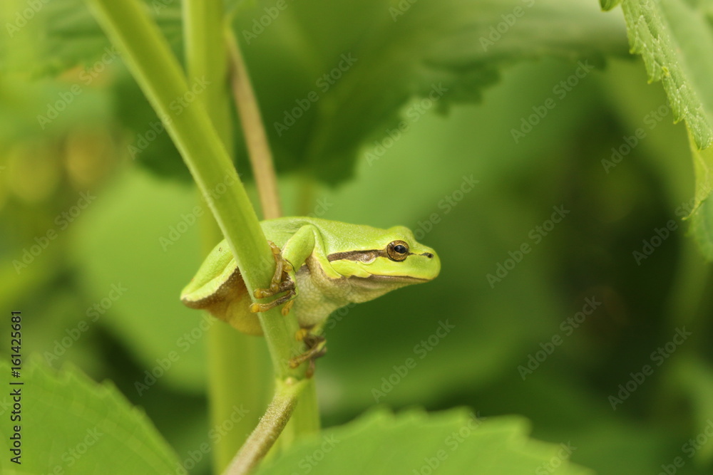 Europäischer Laubfrosch - Hyla arborea