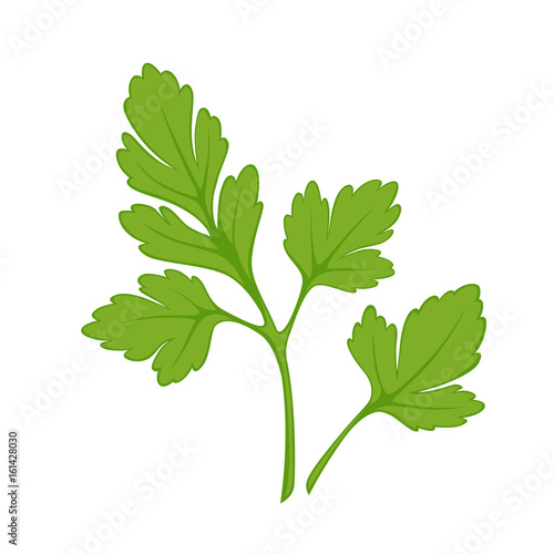 Fresh green parsley isolated on white close up vector illustration