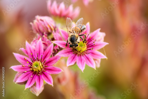 Hauswurz mit Biene © hjschneider