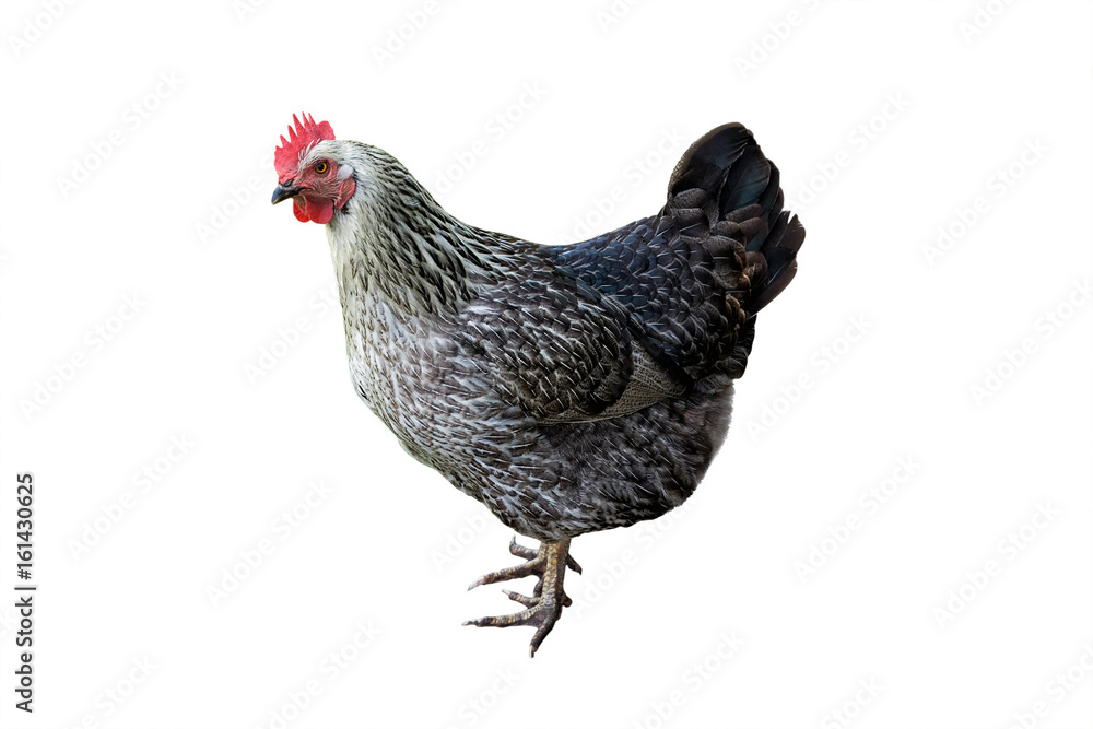 Fototapeta premium Grey hen isolated on white background