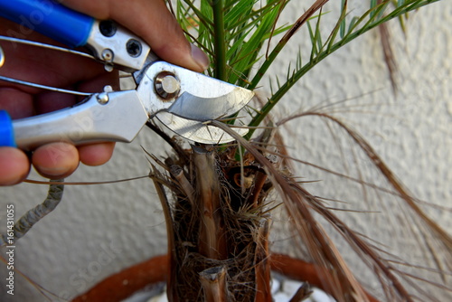 man gardening, cutting palm leaf