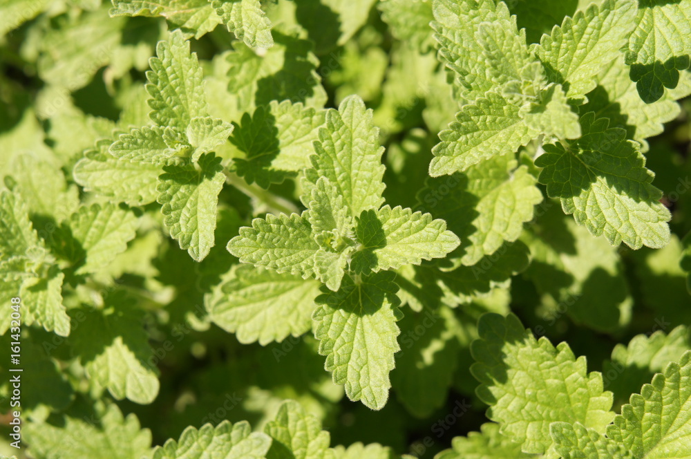 Nepeta or catnip or catmint green herb background Nepeta or catnip or catmint green herb background