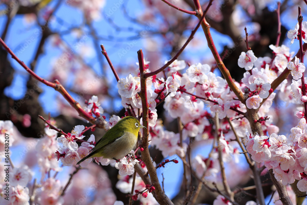 Japanese White-eye bird on plum tree in Osaka,Japan Japanese White-eye bird on plum tree in Osaka,Japan
