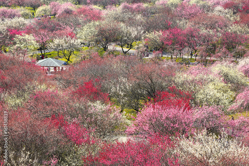 Japanese plum grove in full bloom   ,in Inabe  Mie Prefecture