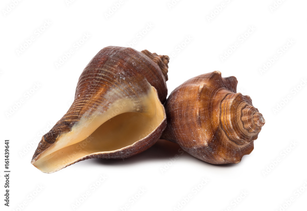 Seashell isolated on white background Seashell isolated on white background