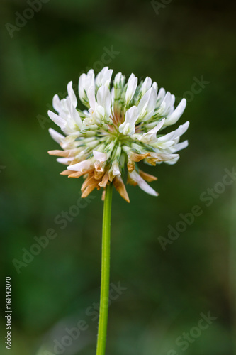 Trifolium pratense. Flor blanca de Trébol rojo o violeta.