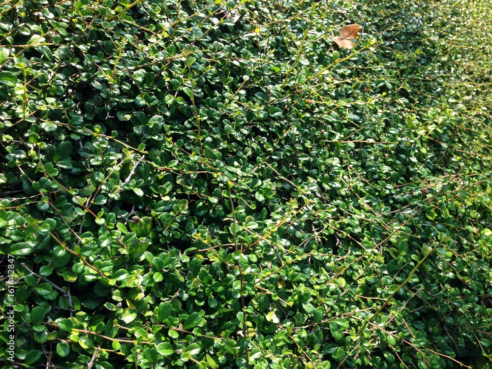 Green leafs in the background. Green leafs in the background.