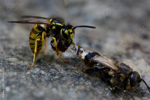 Wespe vs. Biene © Andreas