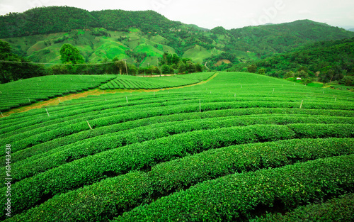 Tea farm.