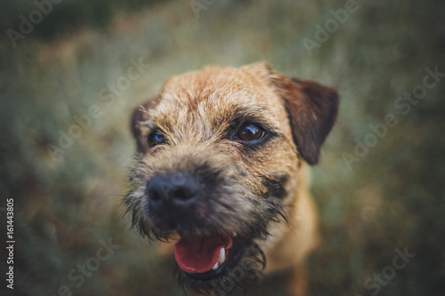 Dog Border terrier