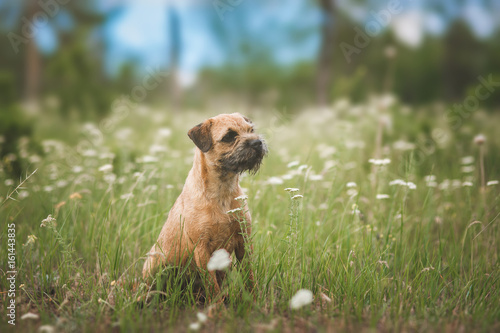 Fotografie Dog  Border terrier