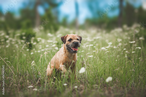 Fotografie Dog  Border terrier