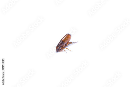 The flea isolated on white background photo