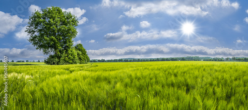 Green wheat field with tree
