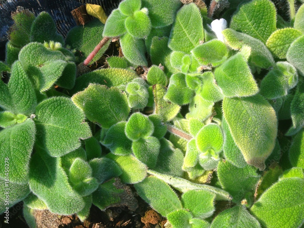 Garden decoration by rock and plant. Garden decoration by rock and plant.