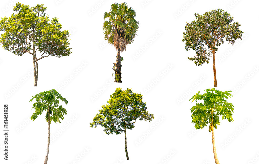 Collection of isolated tree on white background Collection of isolated tree on white background