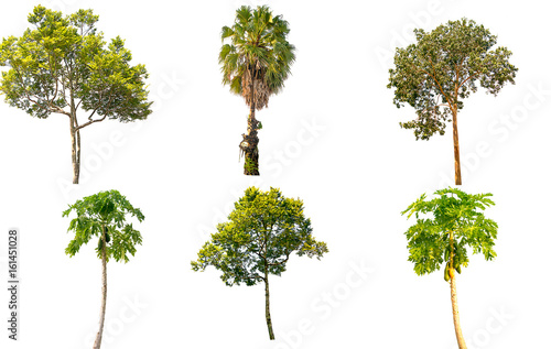 Collection of isolated tree on white background