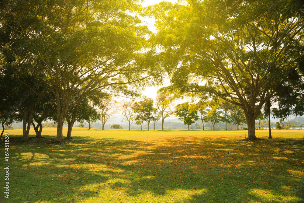 Obraz premium Autumn leaves background.