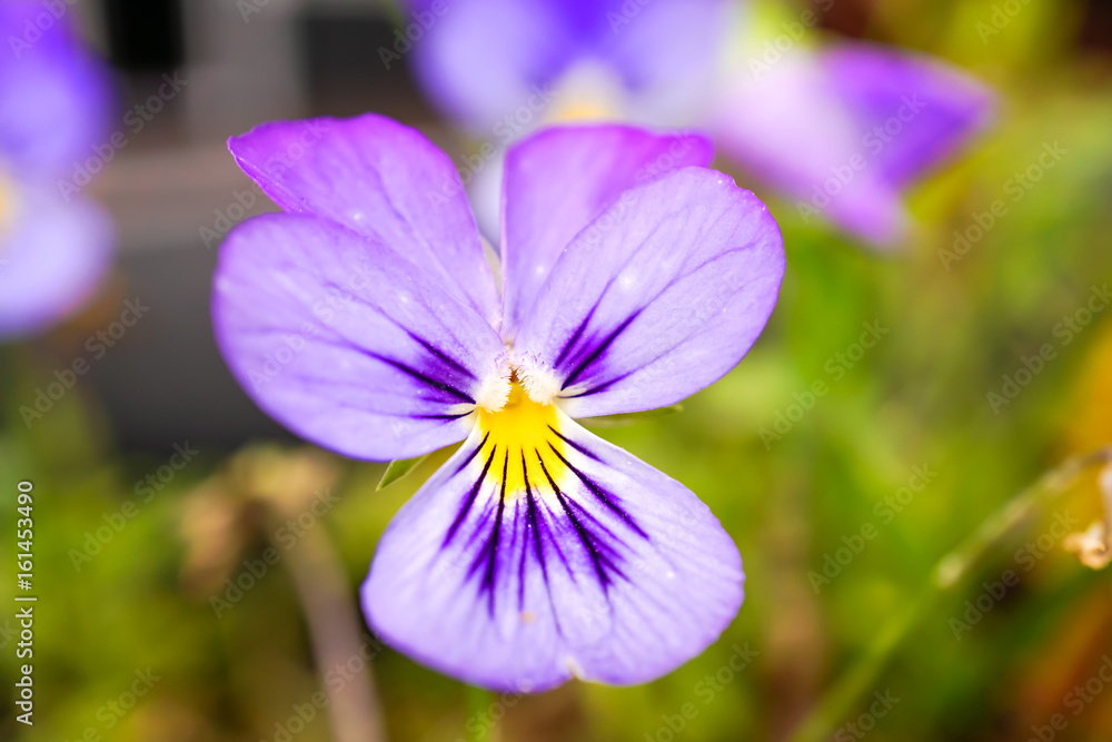 Fototapeta premium Wildes Stiefmütterchen (Viola tricolor)