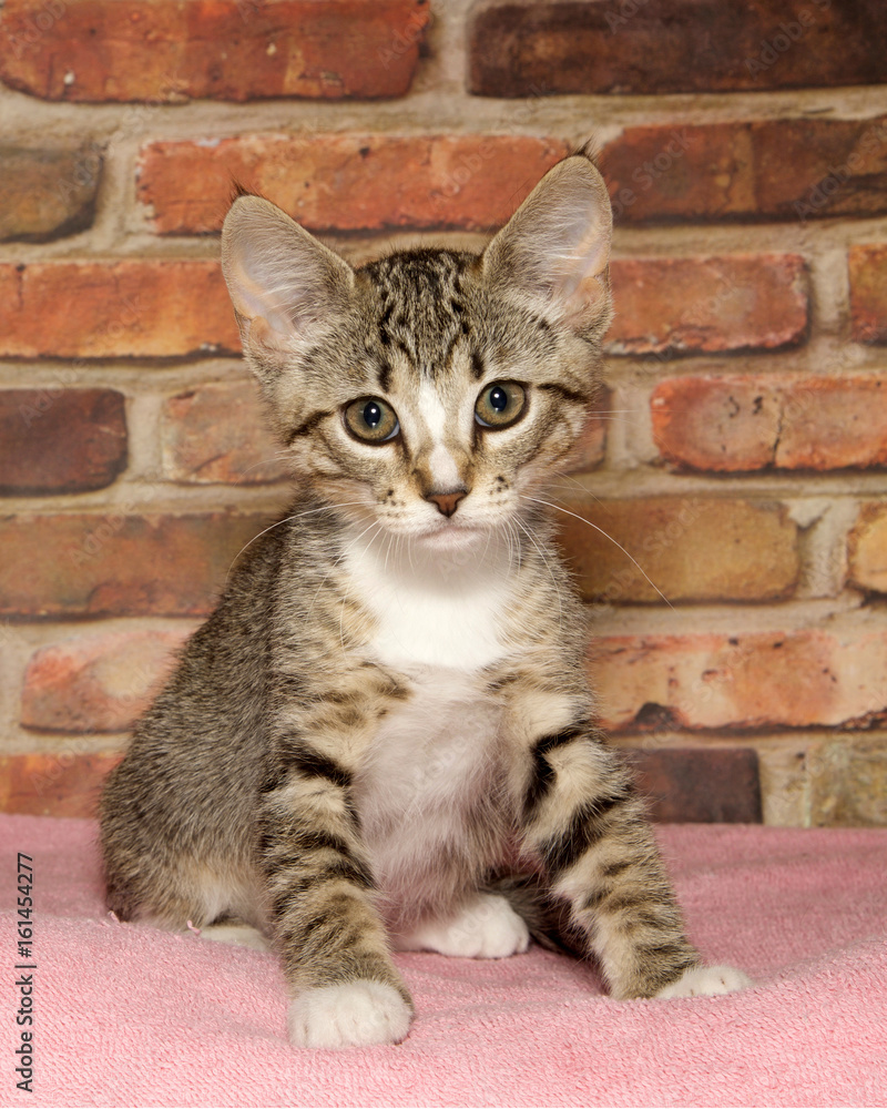 Gray brown and white tabby kitten sitting up on a pink blanket looking directly at viewer. Brick wall background. Vertical composition