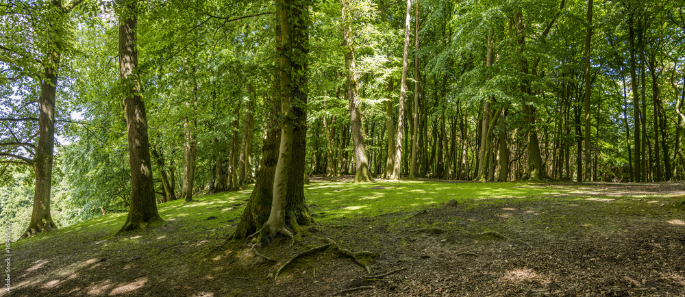 Obraz premium Green forest trees