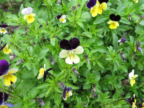 Stiefmütterchen mit Blüten, Viola tricolor photo