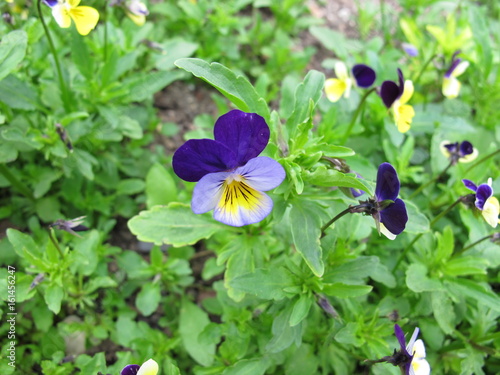 Stiefmütterchen mit Blüten, Viola tricolor