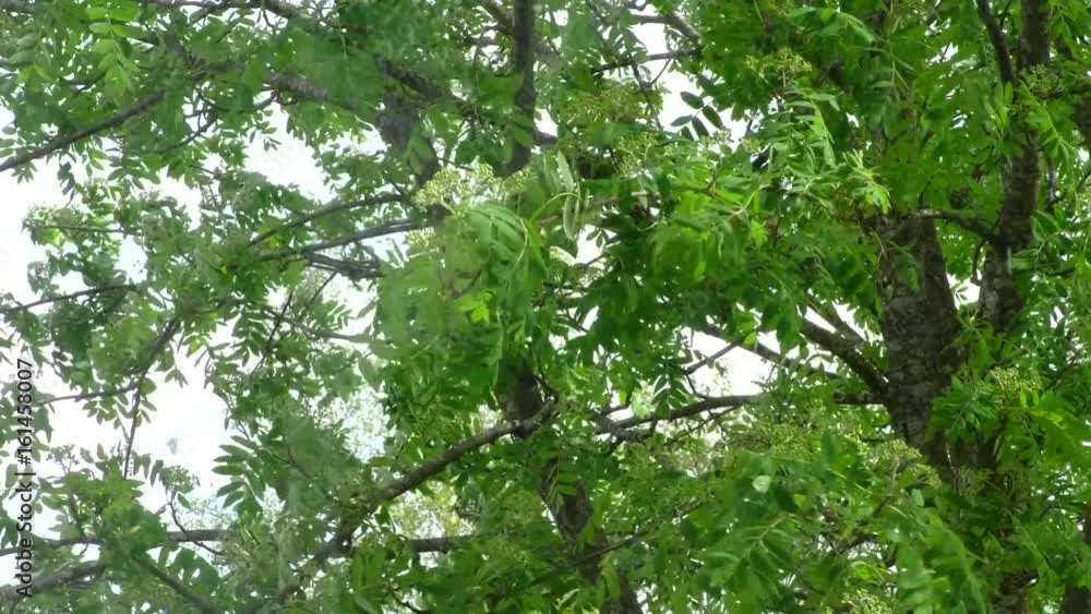 Windy weather with a storm of hurricane. Branches with green leaves fluttering in the wind. Gale shakes the trees. Windy weather with a storm of hurricane. Branches with green leaves fluttering in the wind. Gale shakes the trees.