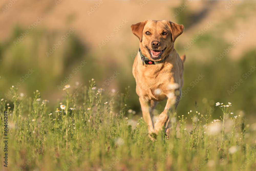 Labrador Retriever Dog runs
