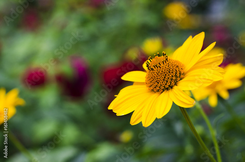 Yellow flower in a green garden