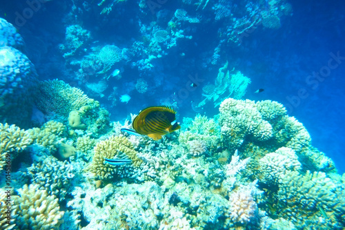 Multicolored fish swim over the coral reef. © Elena