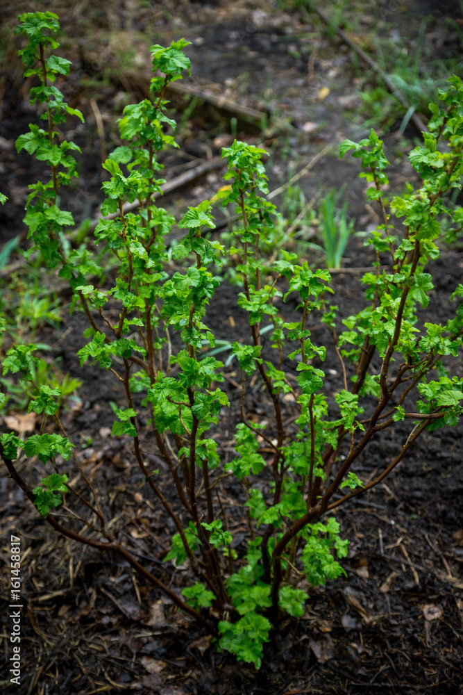 Currant bush in the garden. Selective focus. Currant bush in the garden. Selective focus.