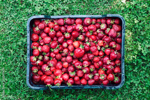 Freshly picked strawberries in a box