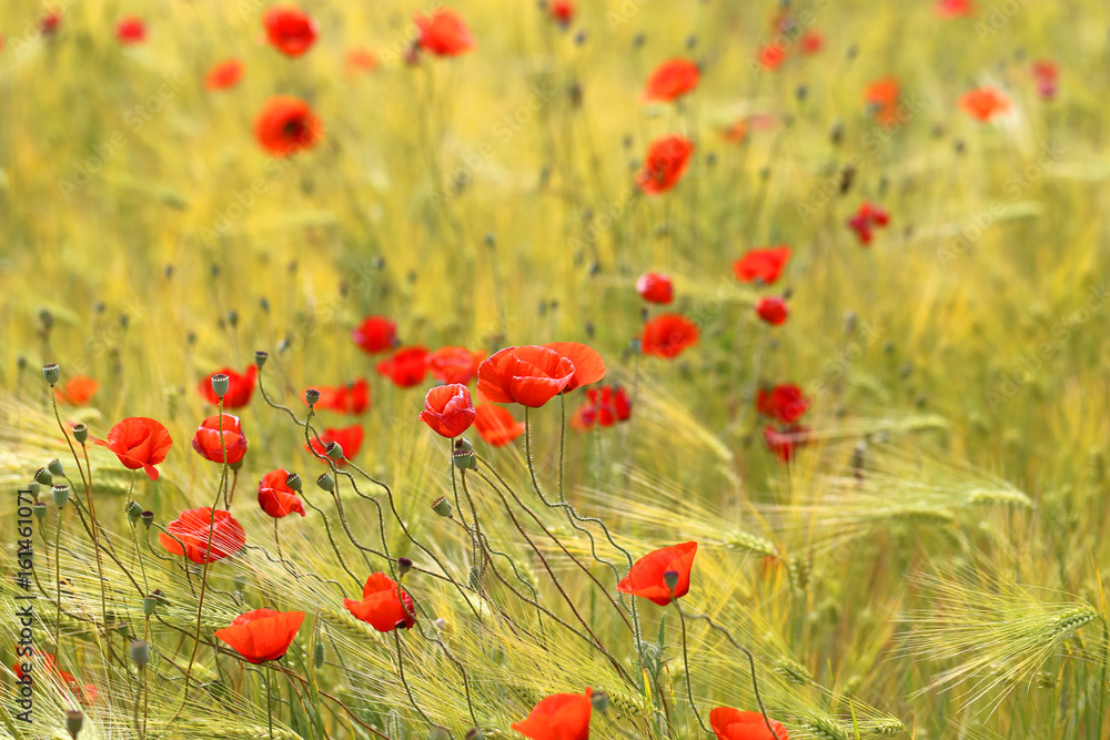 Fototapeta premium Photo of beautiful red poppies