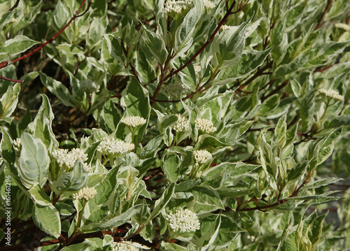 Cornus alba 'Sibirica Variegata' 