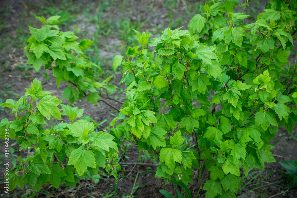 Currant bush in the garden. Selective focus. Currant bush in the garden. Selective focus.