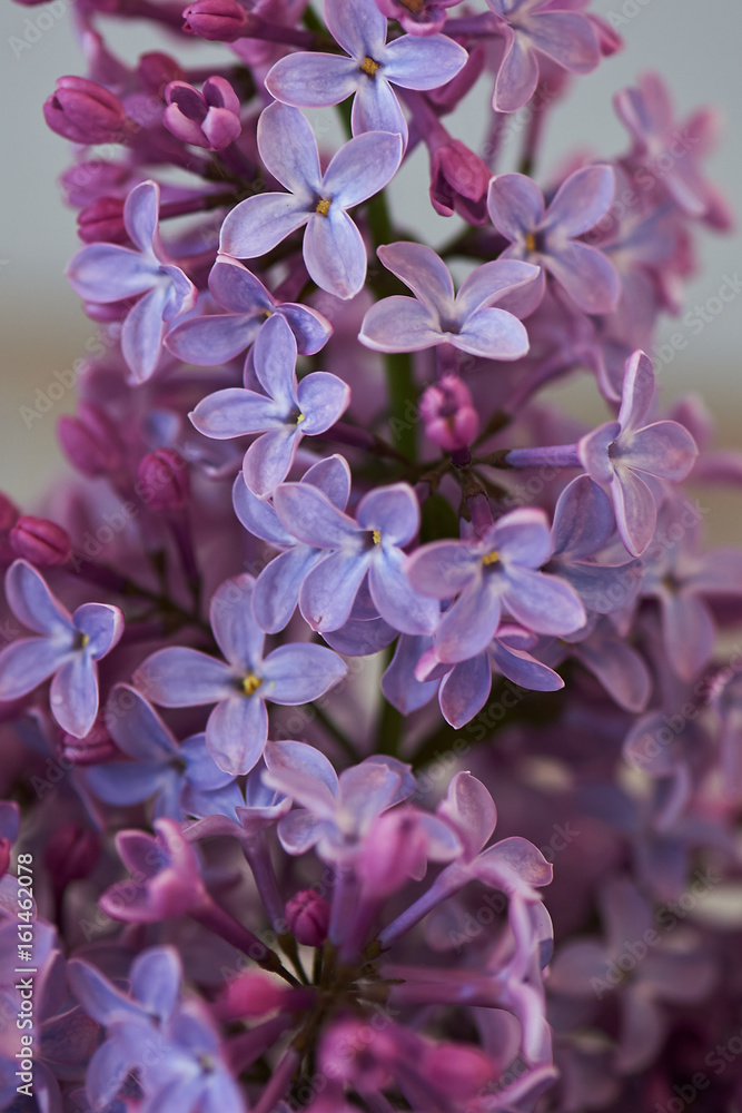 Purple lilac on a light background.Magical blooming garden Purple lilac on a light background.Magical blooming garden