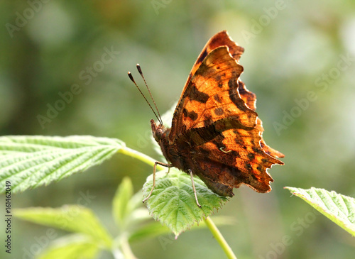 Backlit European Comma or Anglewing Butterfly (Polygonia c-album). photo