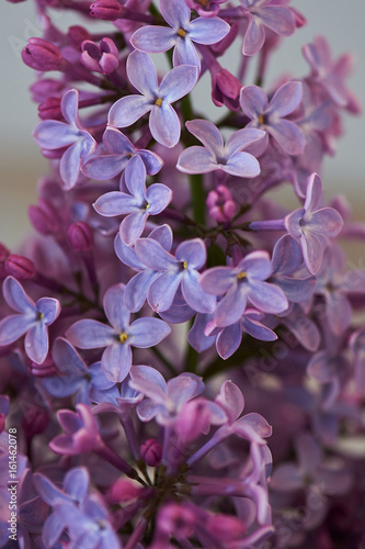 Purple lilac on a light background.Magical blooming garden