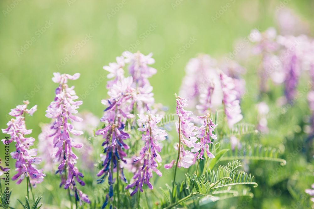 Obraz premium Beautiful lilac wildflowers on sunny summer day